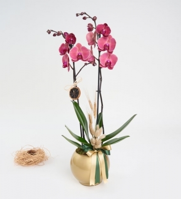 Senin İçin Altın Saksıda Kırmızı Çiftli Orkide Kayapınar Çiçekçi