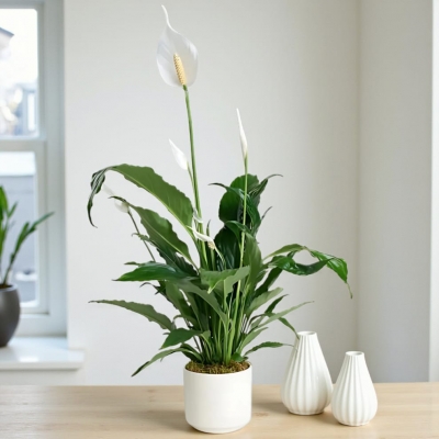 Saksıda Beyaz Spatifilyum