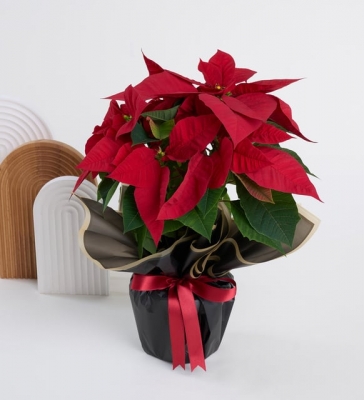 Siyah Buket Kağıtlı Beyaz Beton Saksıda Ponsetya